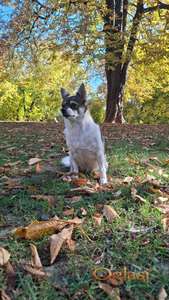 CUVANJE PASA I MACAKA -DETELINARA- NOVI SAD